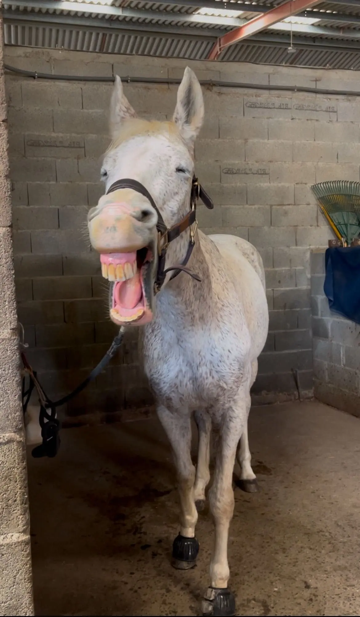 photo de cheval qui grimace à l'écurie