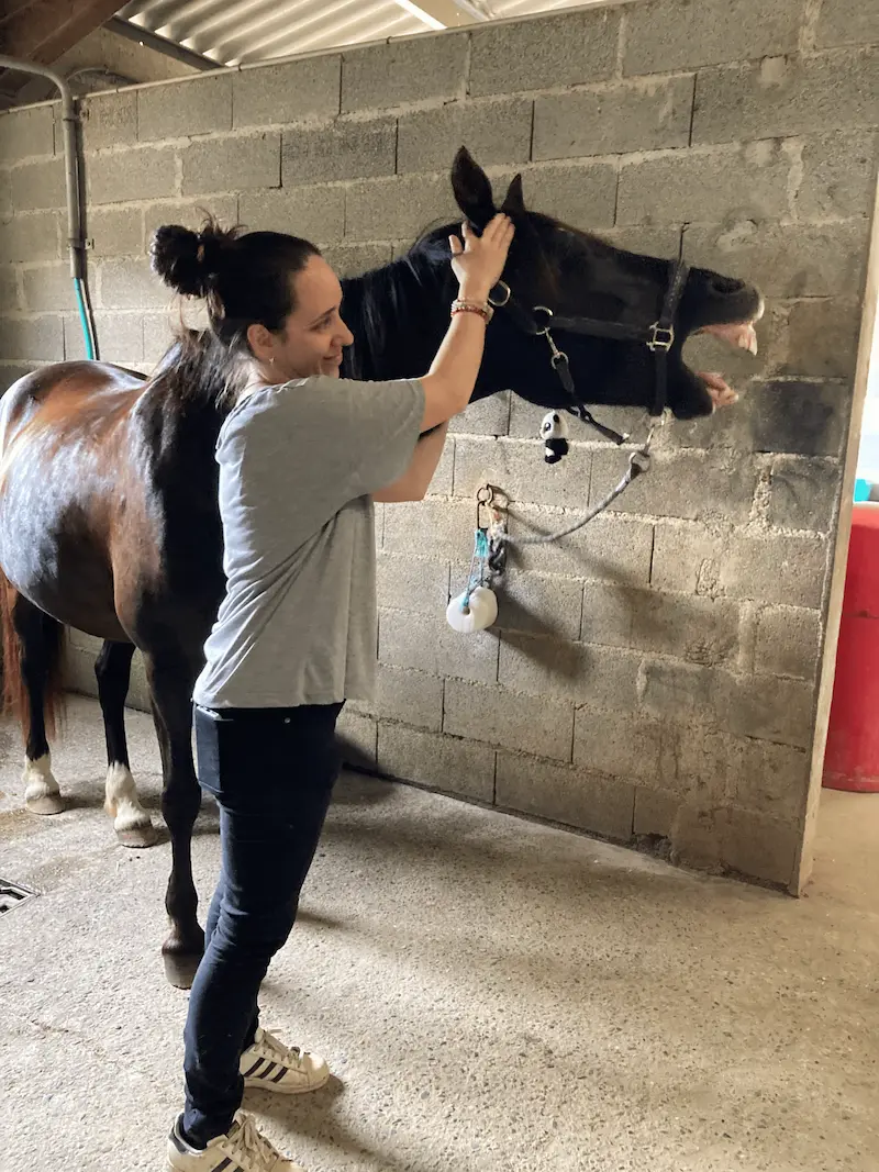 Karen soignant un cheval en écurie